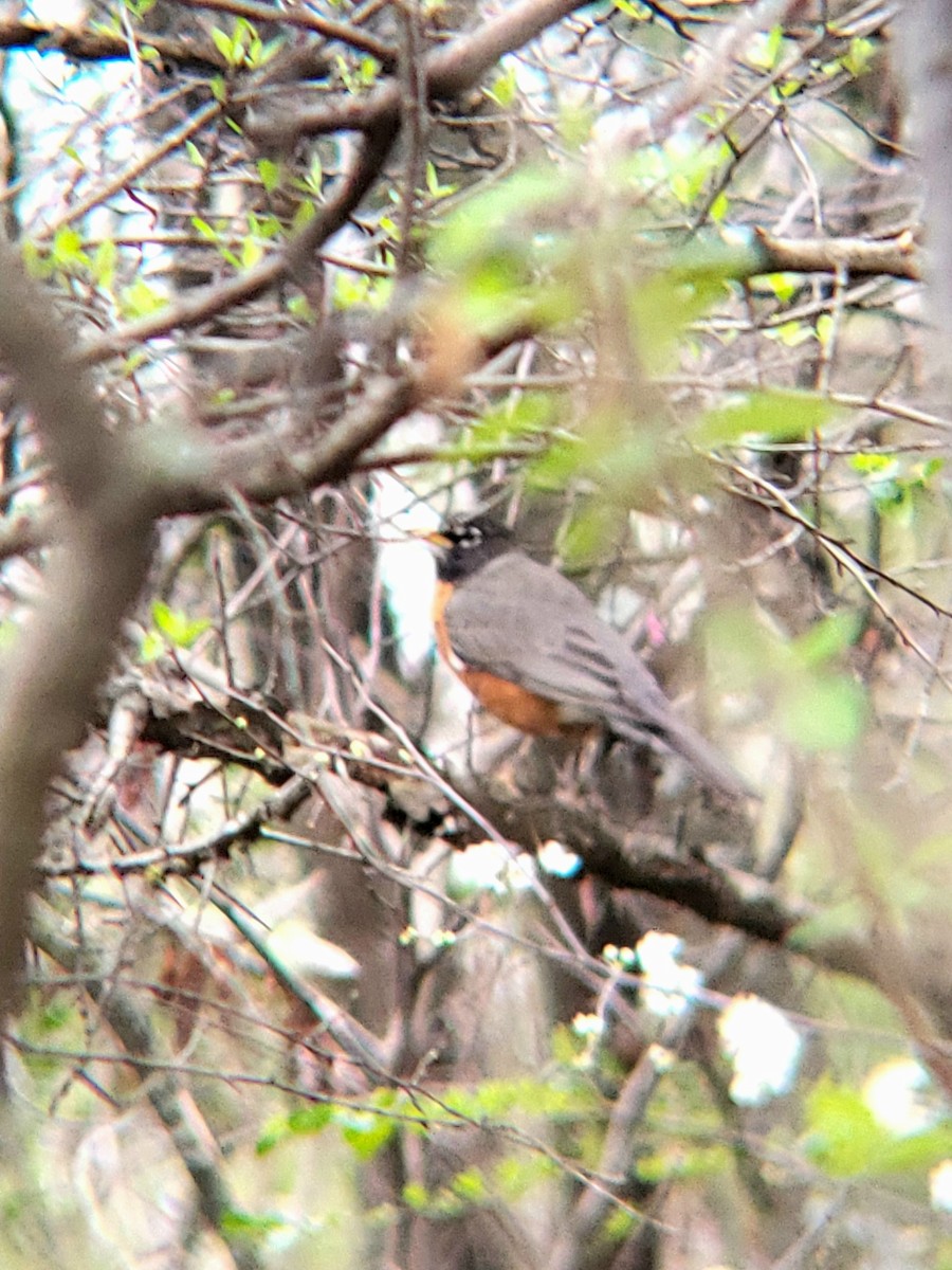 American Robin - ML615789899