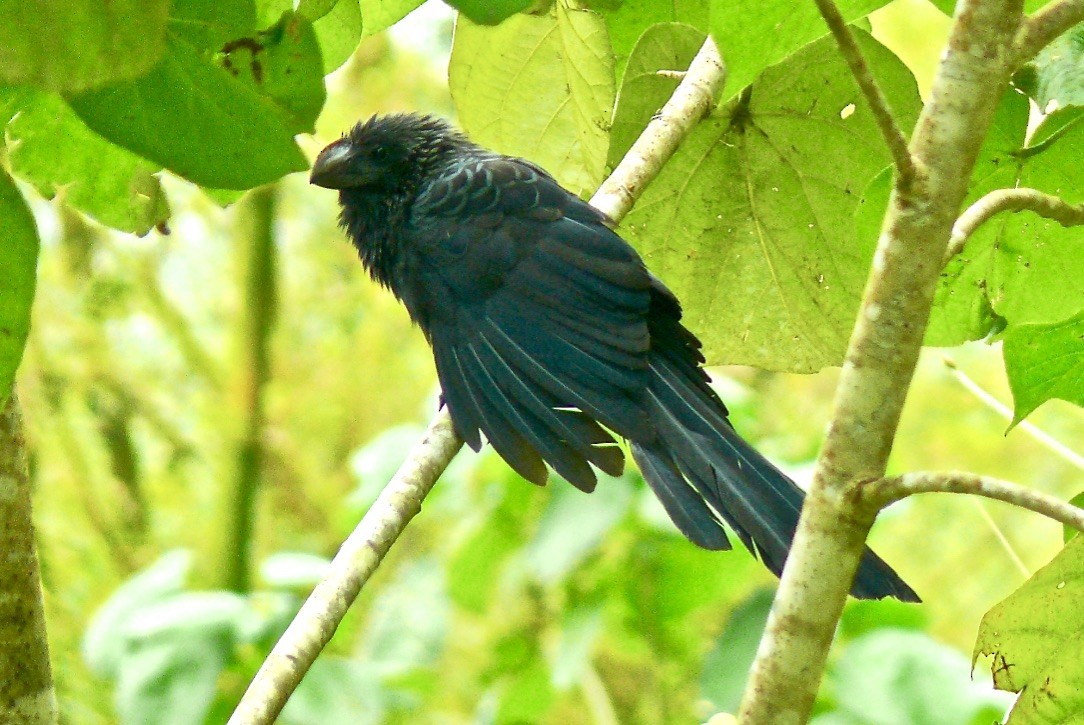 Smooth-billed Ani - ML615789938