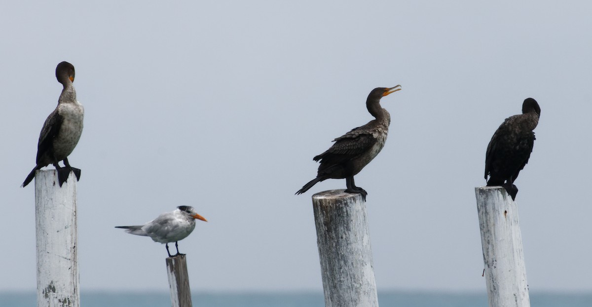 Double-crested Cormorant - Dennis Butcher
