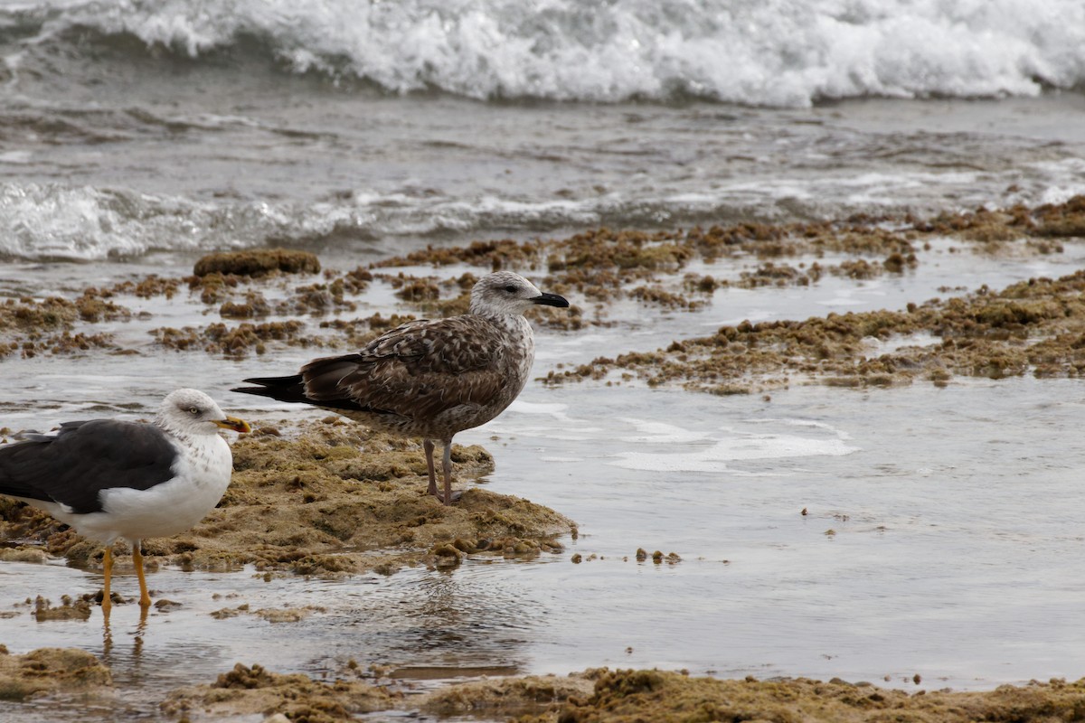 Lesser Black-backed Gull - Dennis Butcher