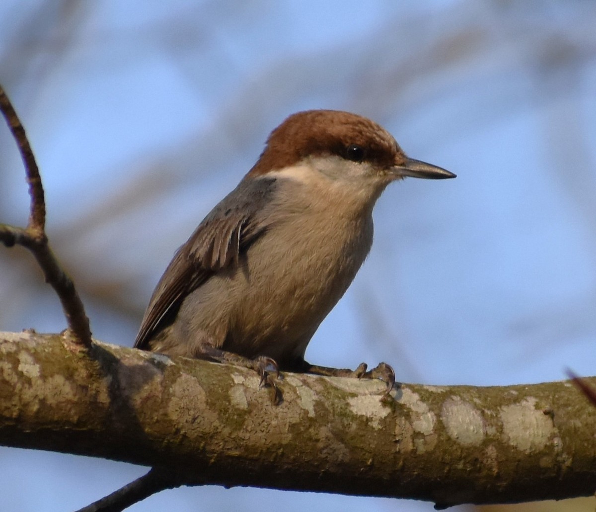 Brown-headed Nuthatch - ML615790006