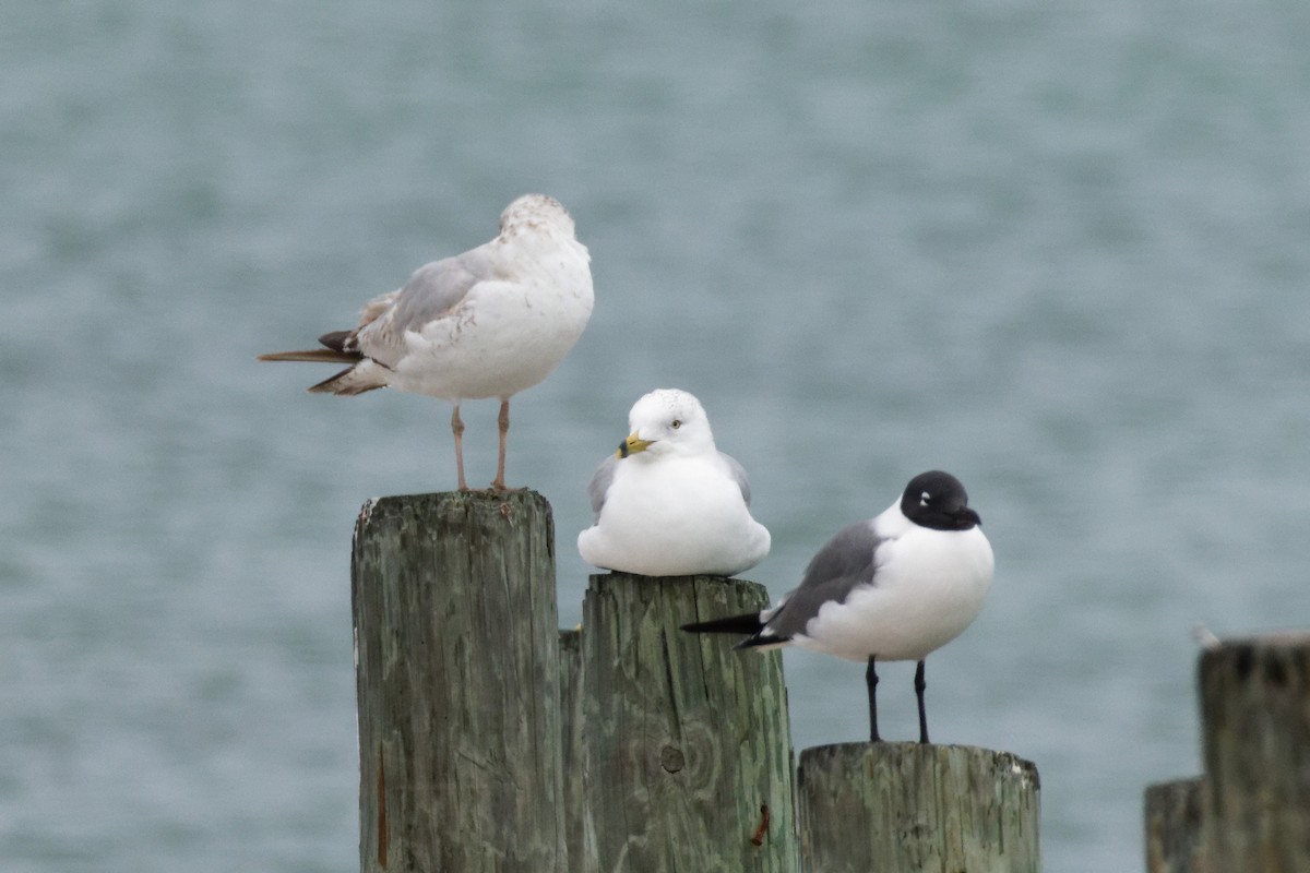 Laughing Gull - Dennis Butcher