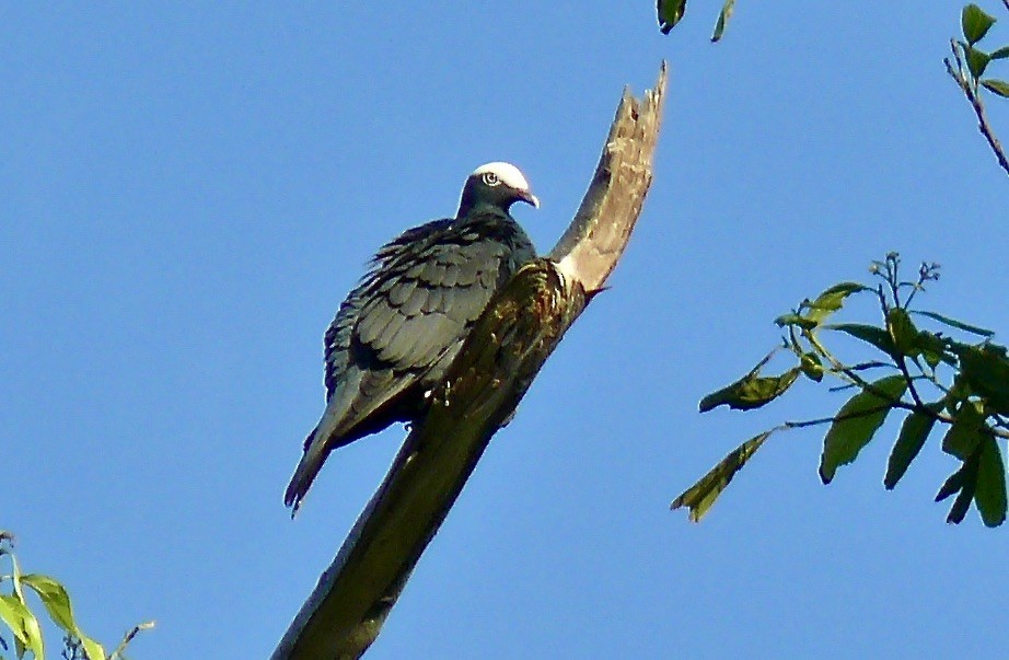 Ak Tepeli Güvercin - ML615790022