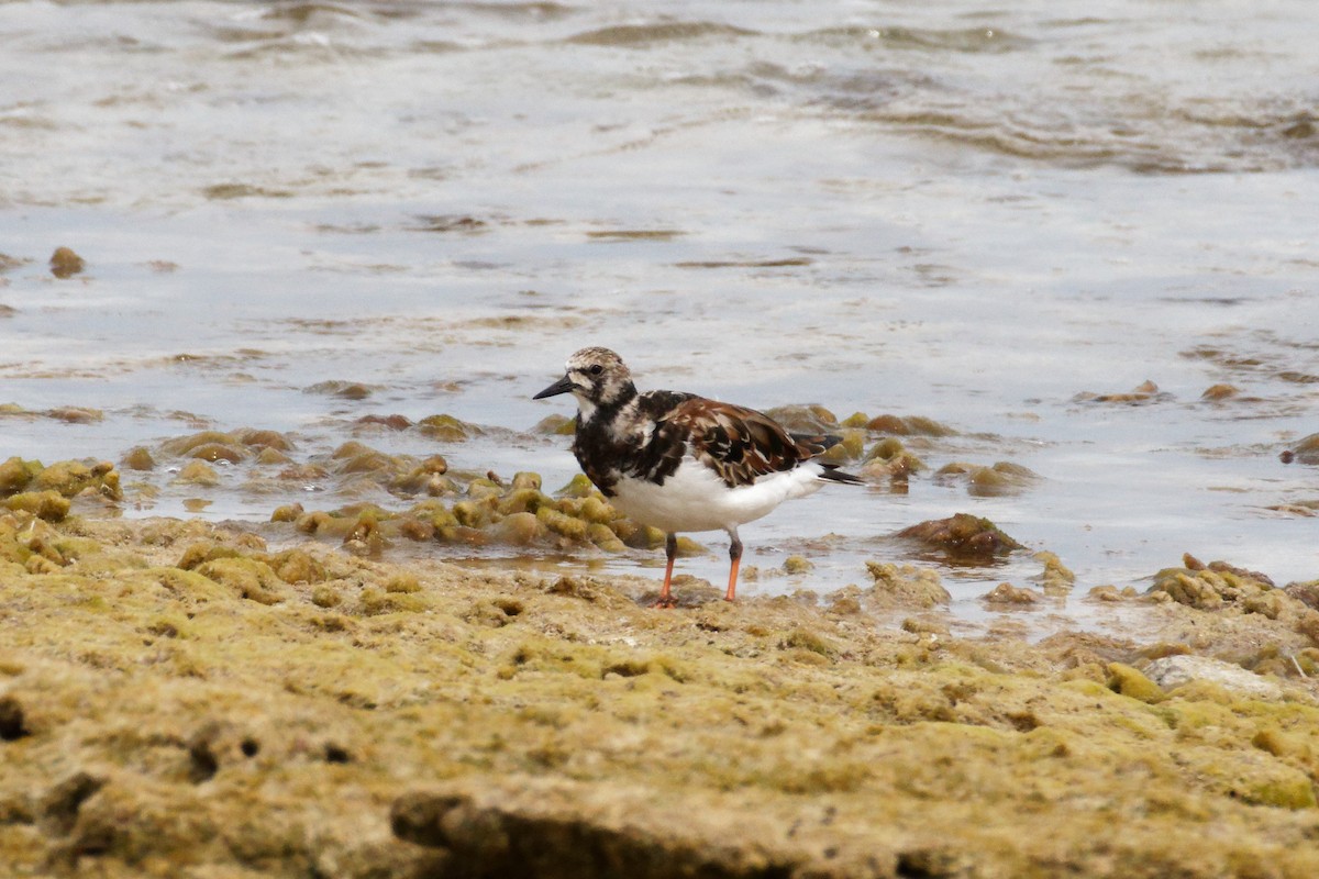 Ruddy Turnstone - Dennis Butcher