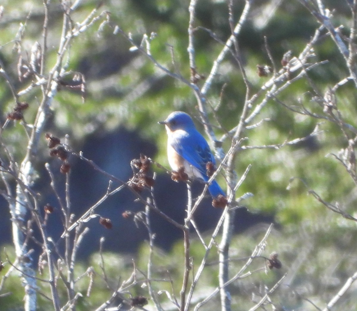 Eastern Bluebird - ML615790028