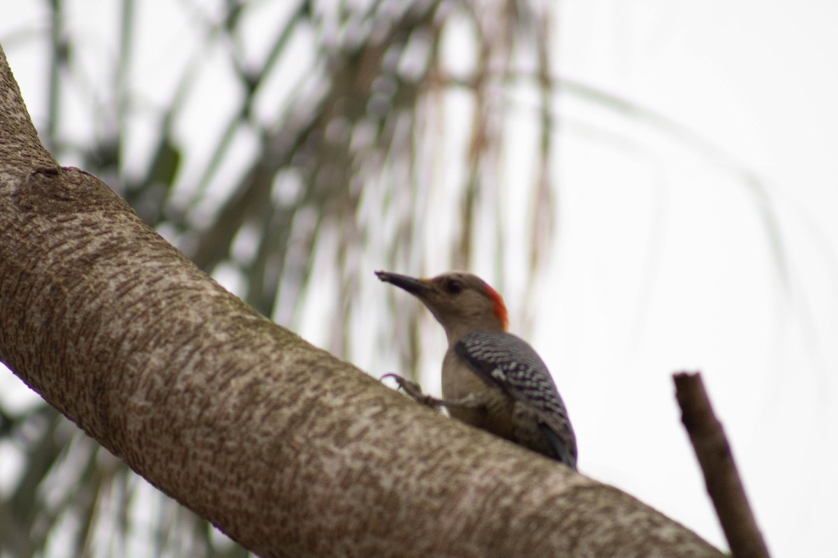 Golden-fronted Woodpecker - Misael Bernal
