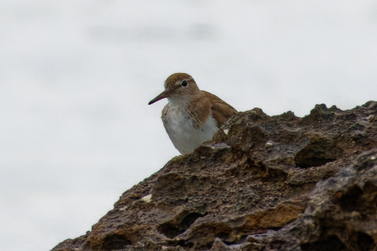 Spotted Sandpiper - Dennis Butcher