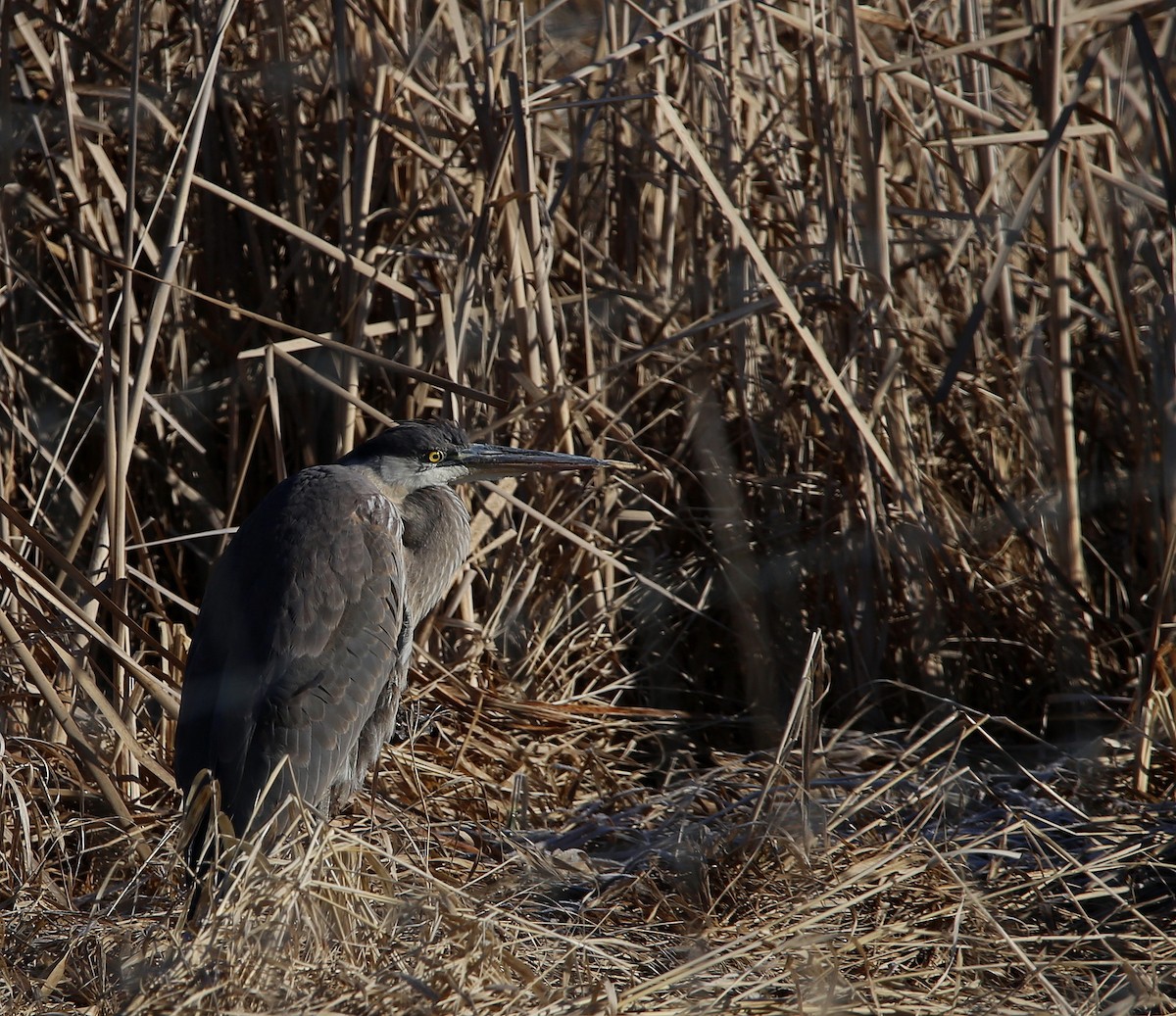 Great Blue Heron - ML615790172