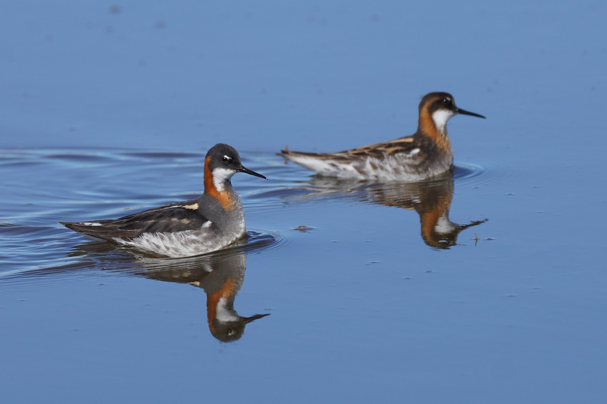 Red-necked Phalarope - ML615790176