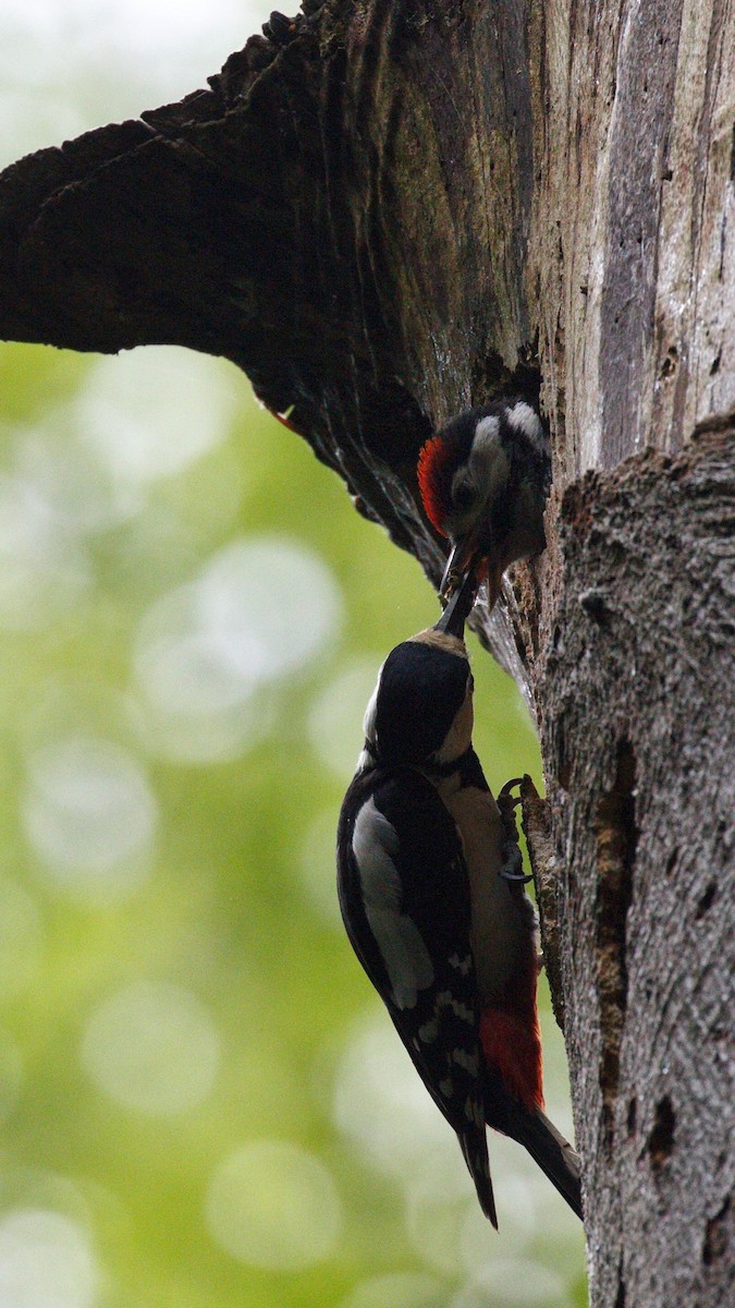 Great Spotted Woodpecker - ML615790210