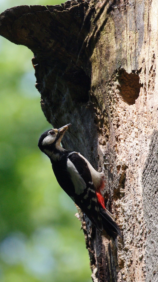 Great Spotted Woodpecker - ML615790211