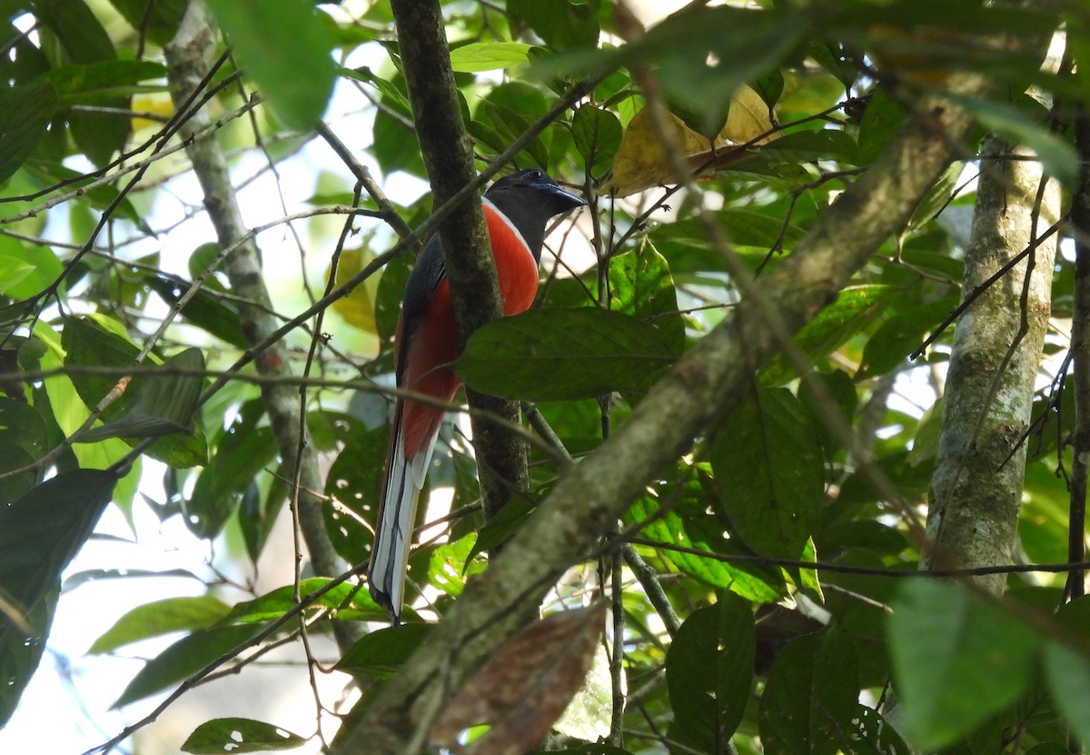 Malabar Trogon - ML615790378