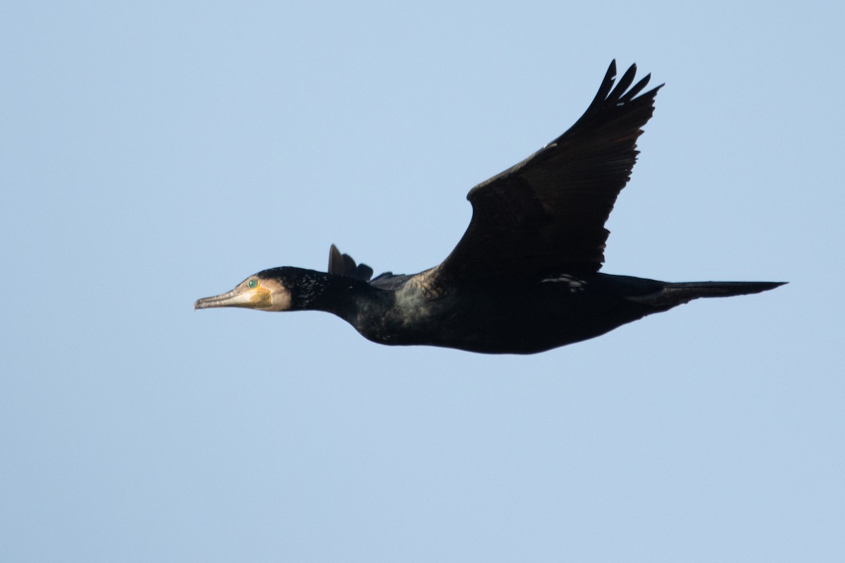 Great Cormorant - Letty Roedolf Groenenboom