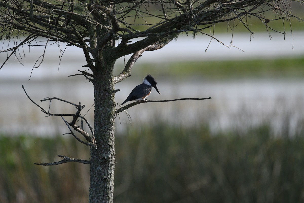Belted Kingfisher - ML615790570