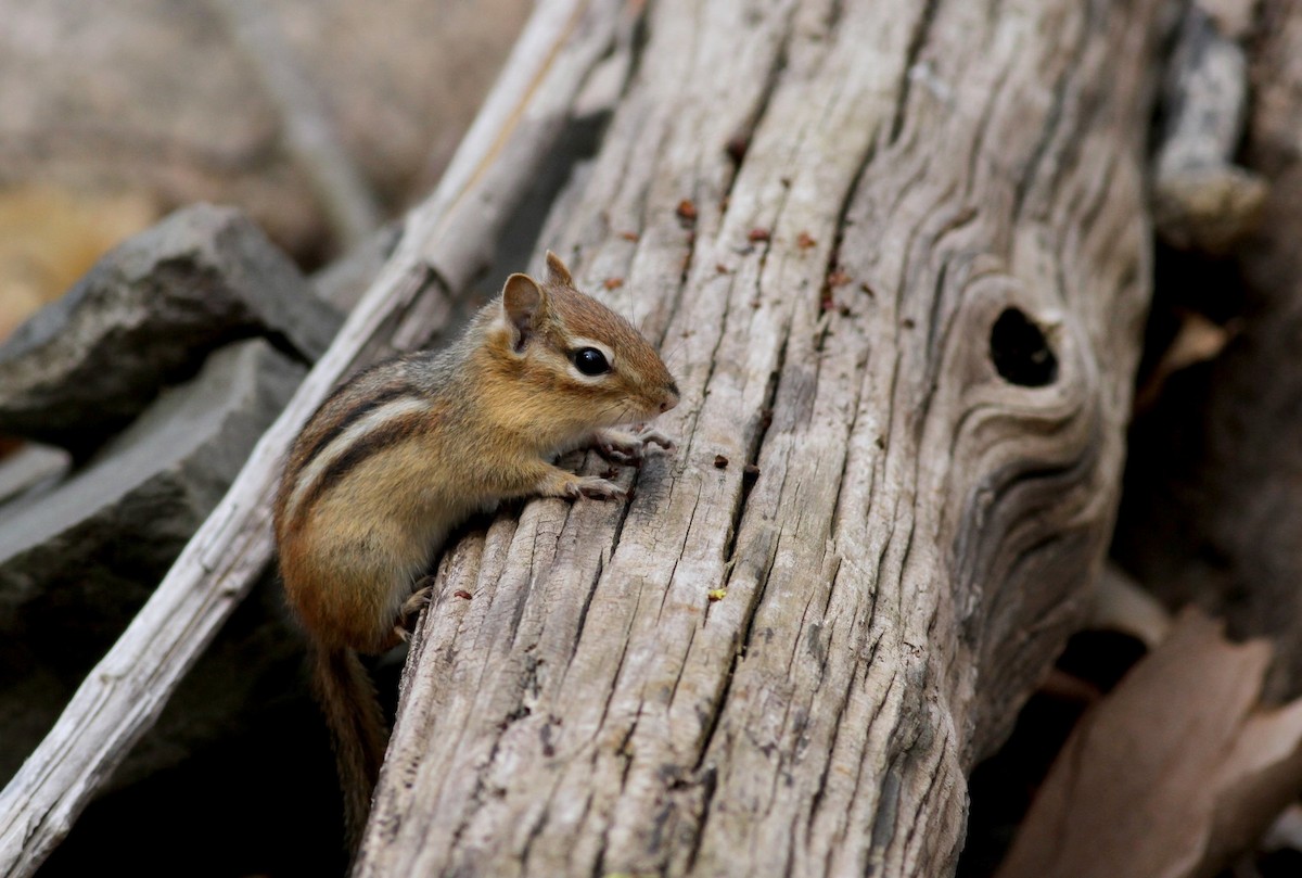 Eastern Chipmunk - ML615790589