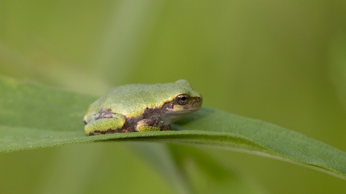 ML615790592 - Gray Treefrog - Macaulay Library