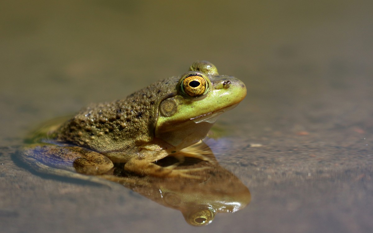 American Bullfrog - ML615790593