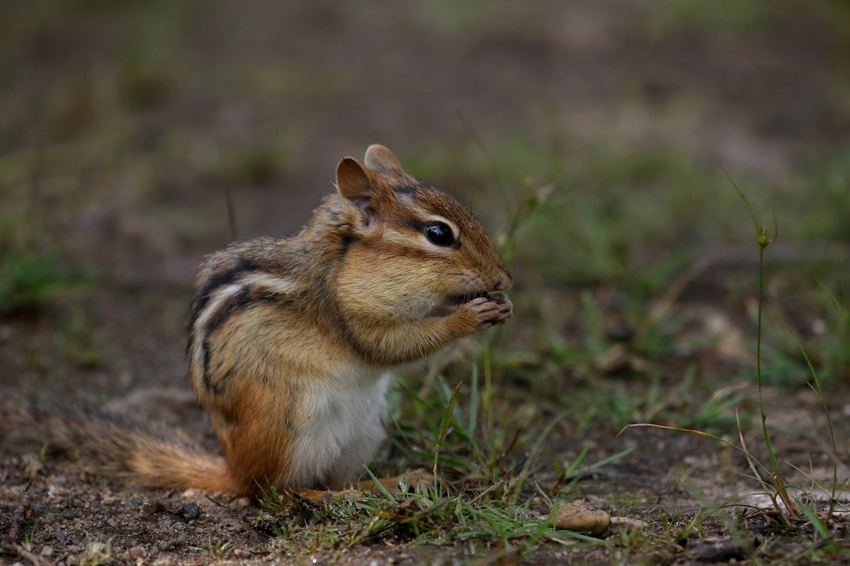 Eastern Chipmunk - Jay McGowan