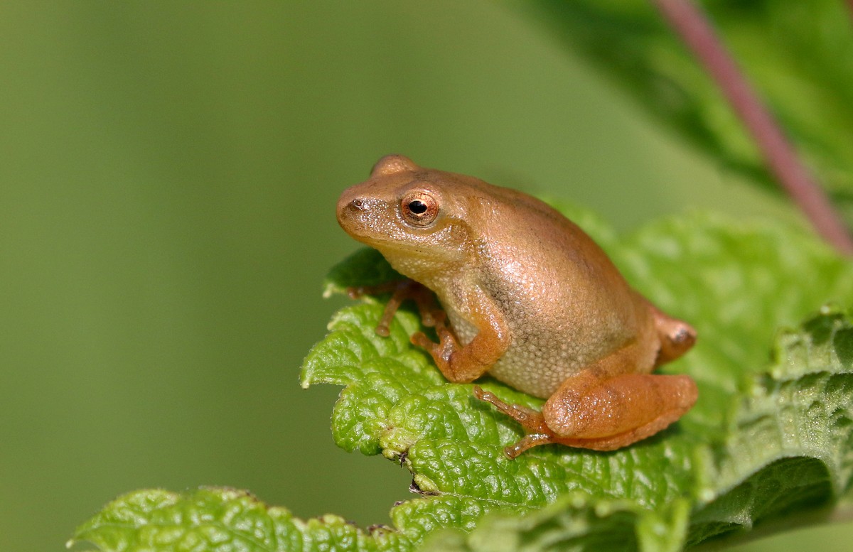 Spring Peeper - ML615790599