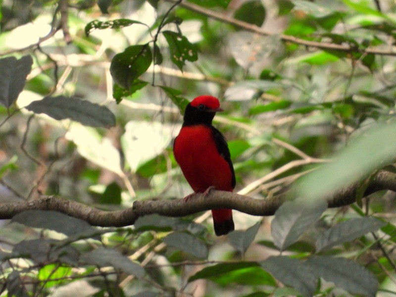 Black-necked Red-Cotinga - ML615790617