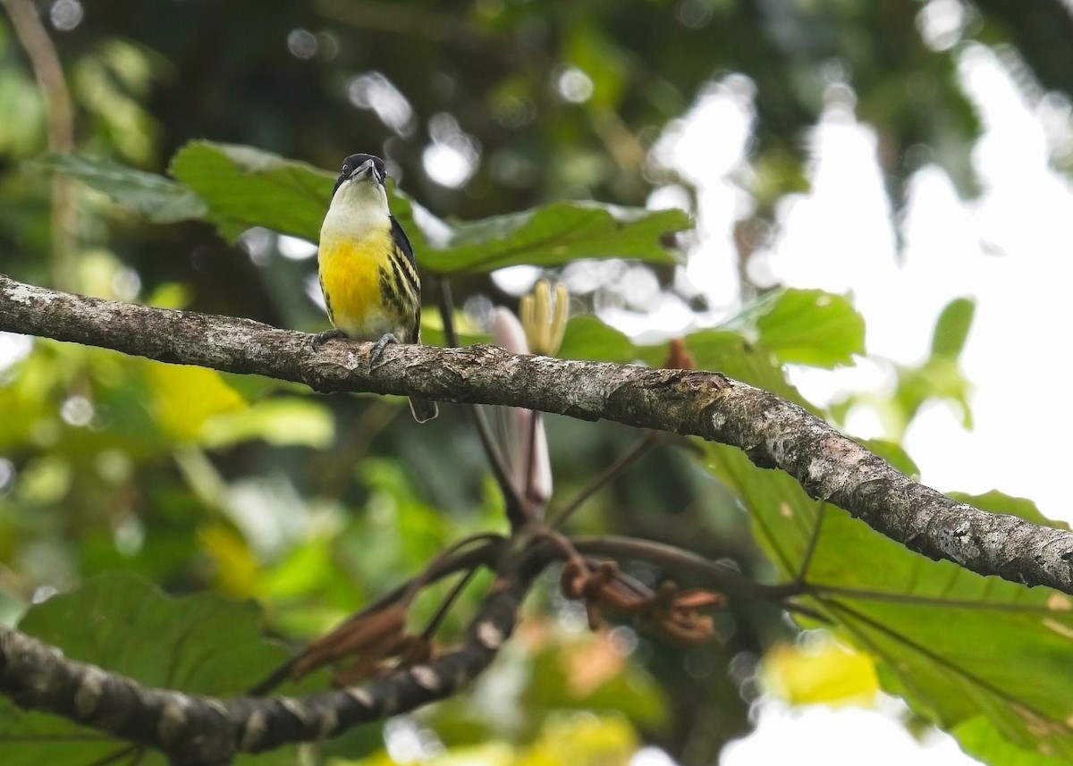 Five-colored Barbet - ML615790619