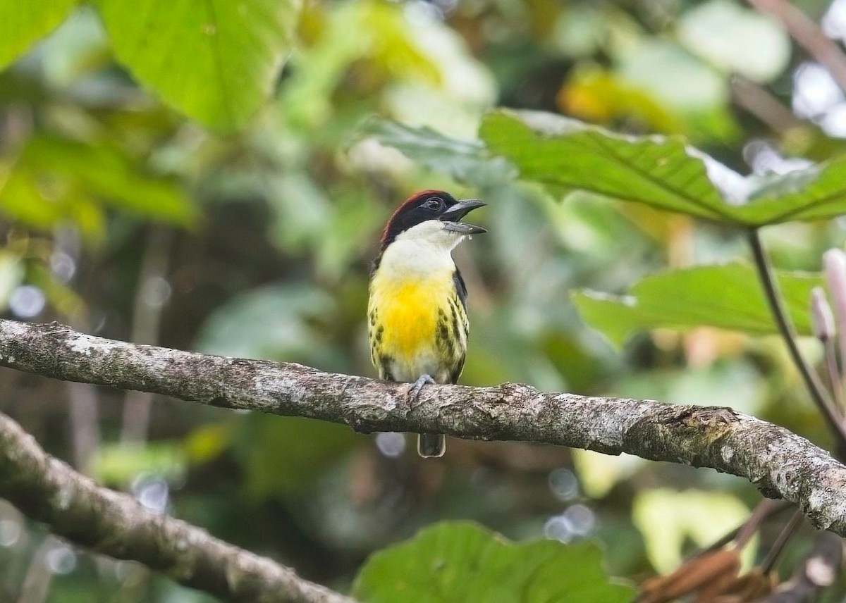 Beş Renkli Barbet - ML615790621