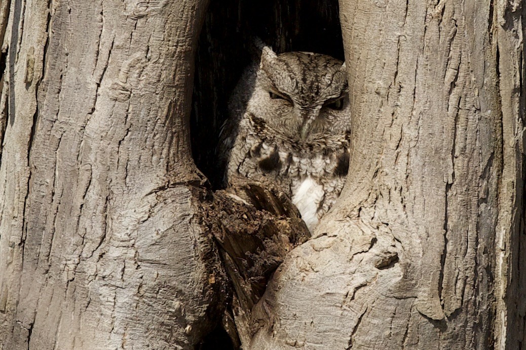 Eastern Screech-Owl - ML615790705