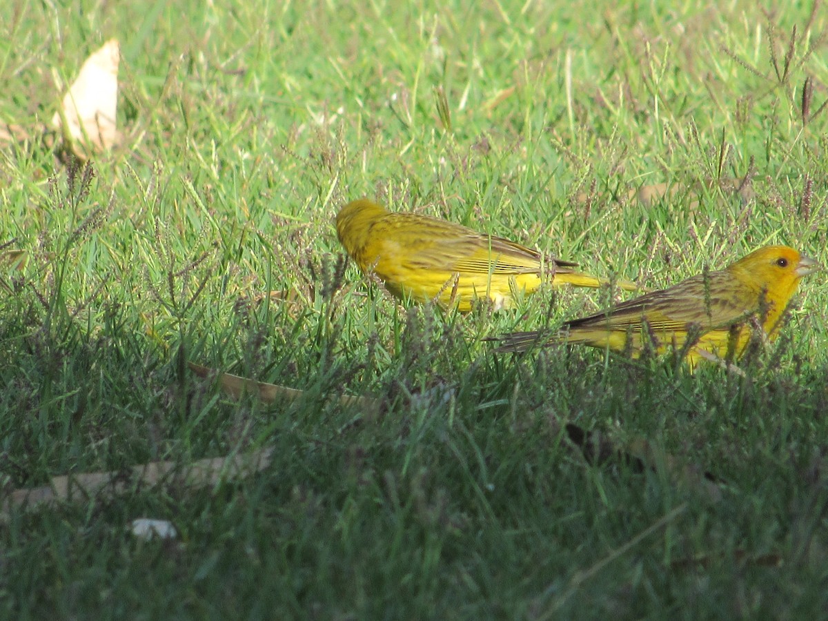 Saffron Finch - ML615790714