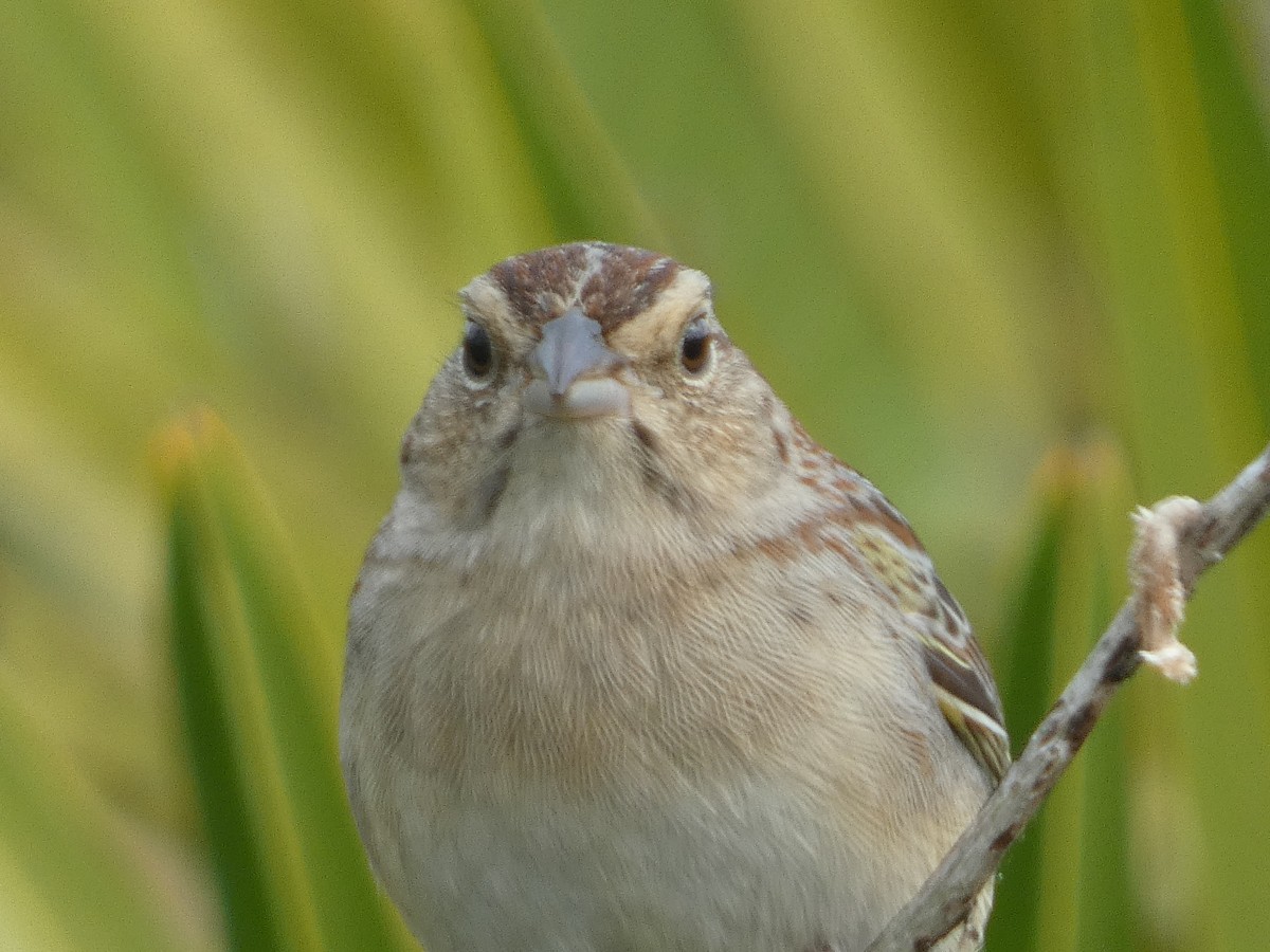 Bachman's Sparrow - ML615790746