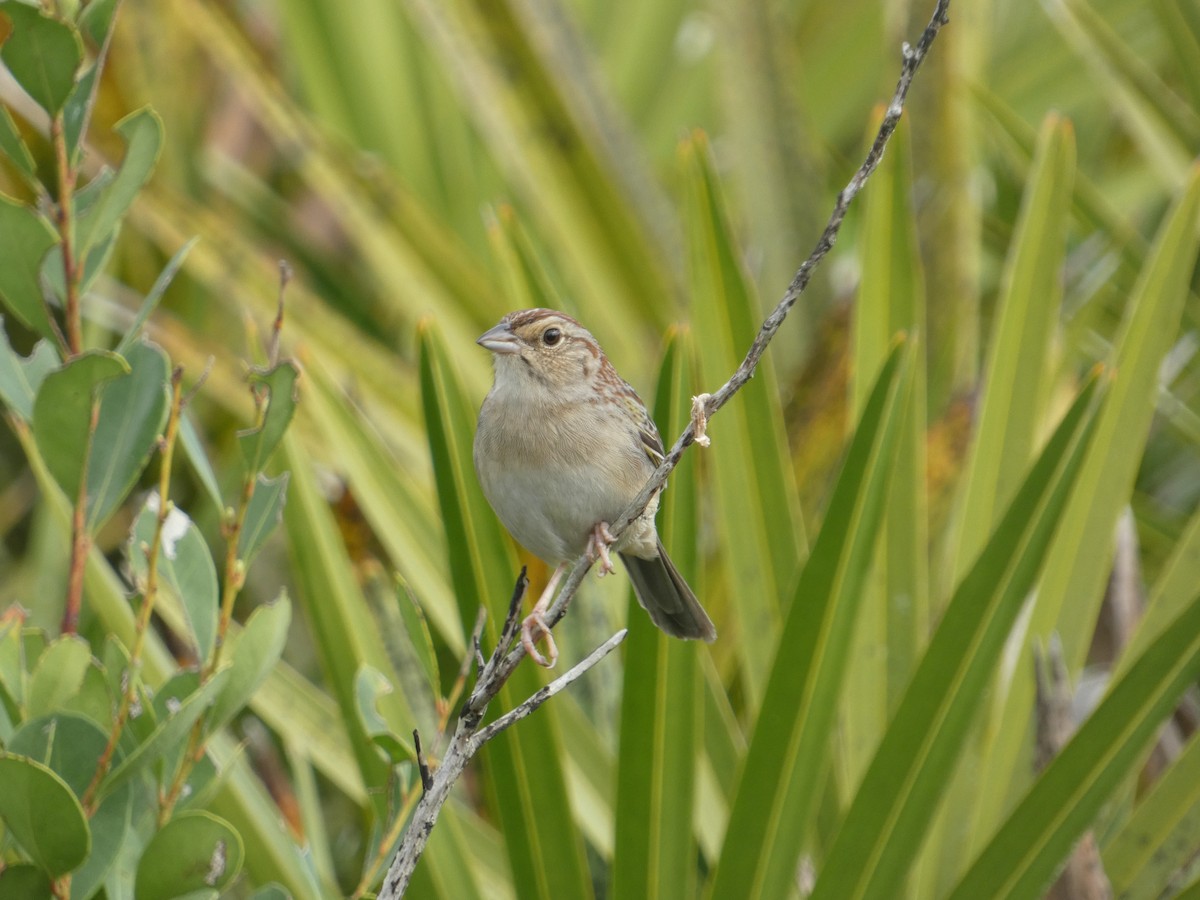 Bachman's Sparrow - Craig Van Boskirk