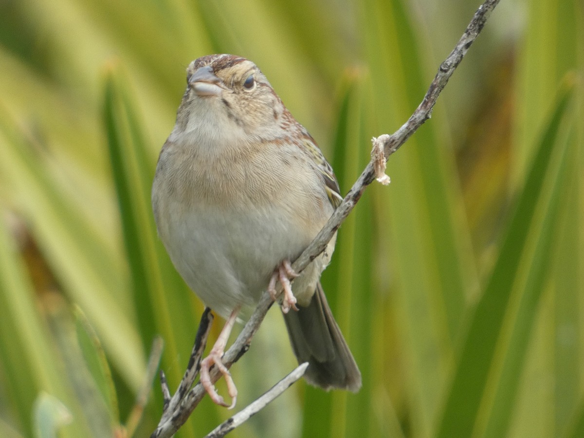 Bachman's Sparrow - ML615790752