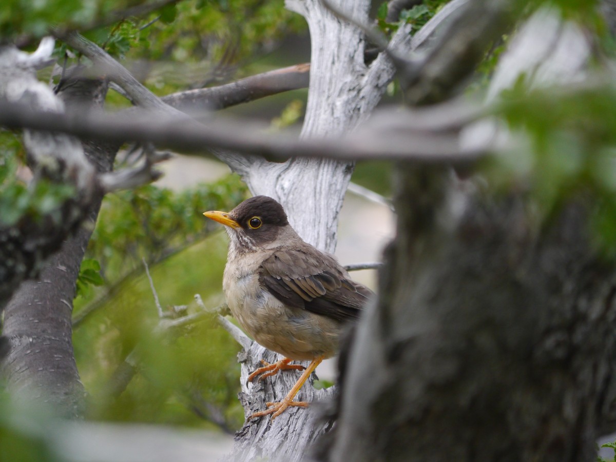 Austral Thrush - ML615790835