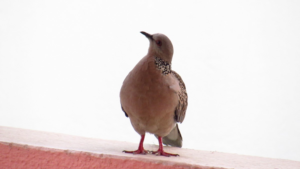 Spotted Dove - ML615790929