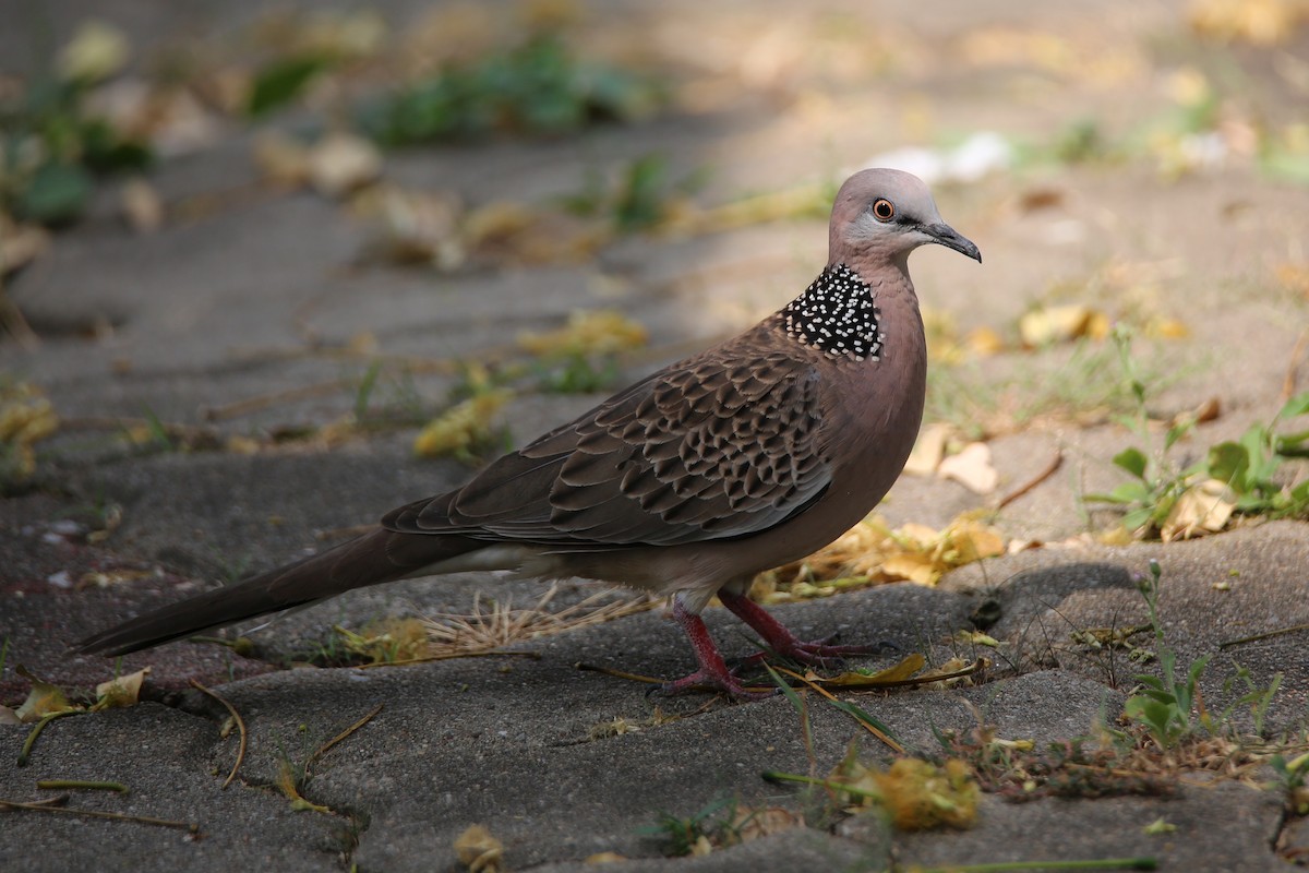 Spotted Dove - ML615790933