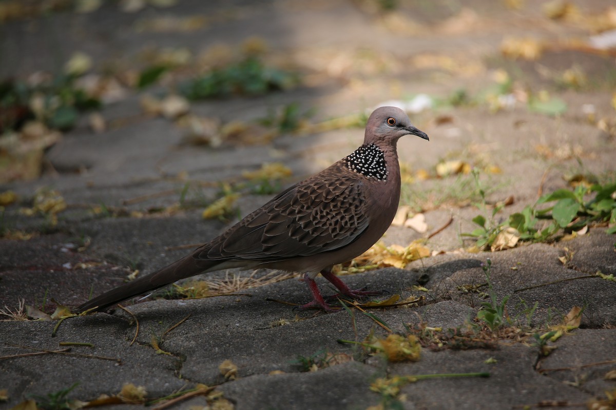 Spotted Dove - ML615790934