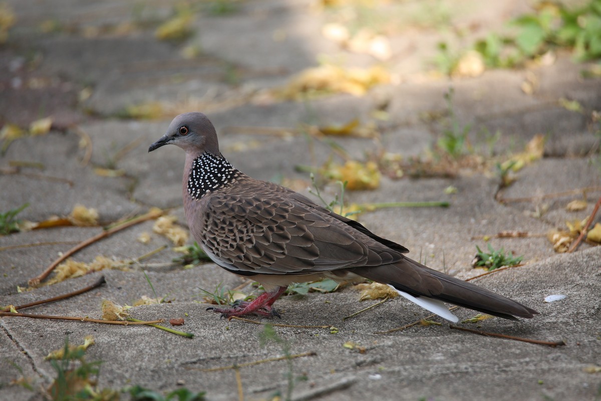 Spotted Dove - ML615790935
