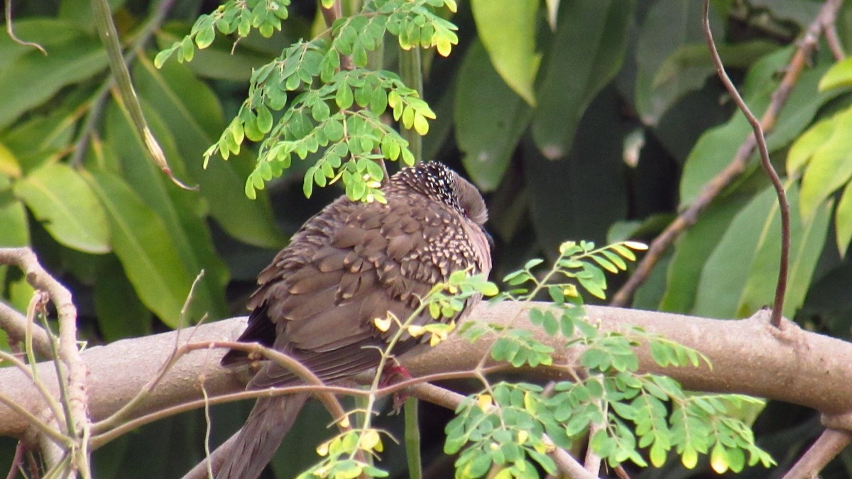 Spotted Dove - ML615790941