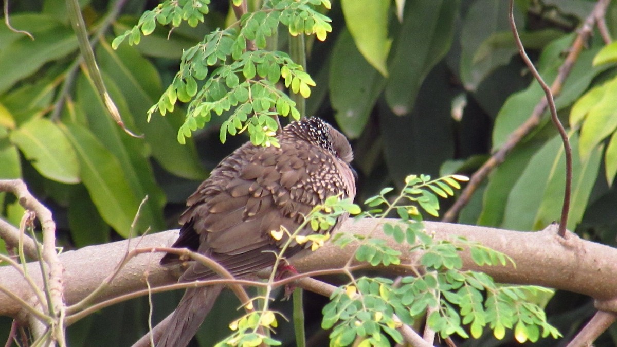 珠頸斑鳩 - ML615790941