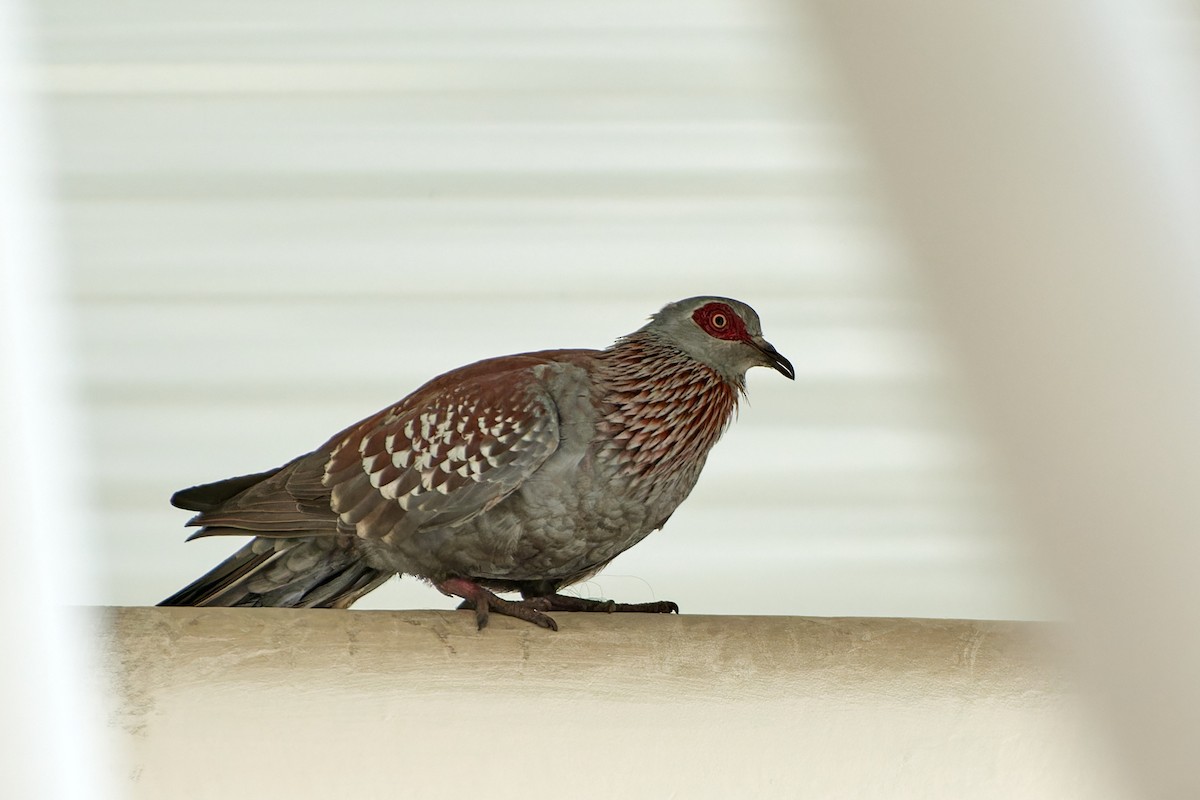 Speckled Pigeon - ML615790980