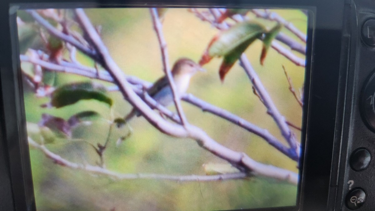 Vireo Bigotudo - ML615790998