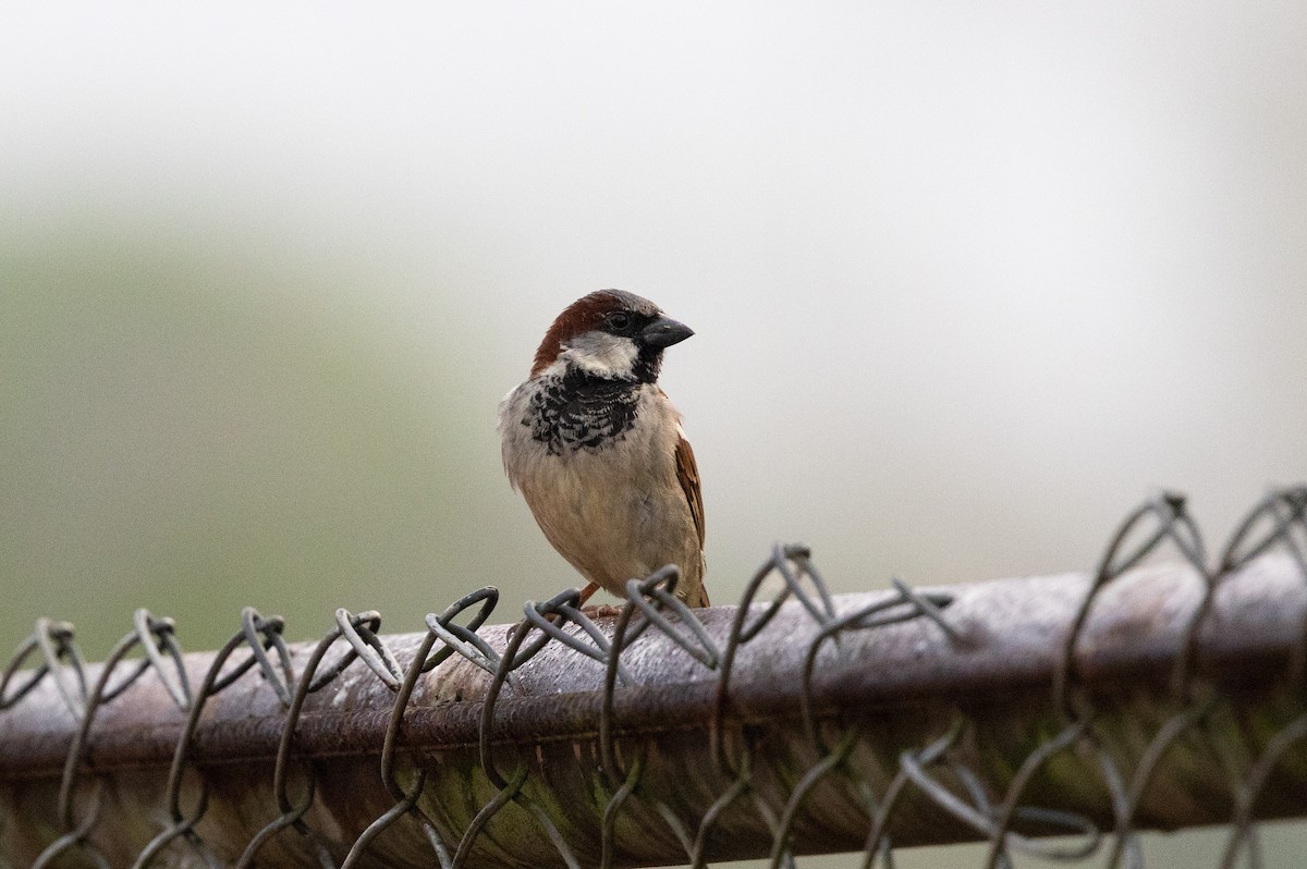 House Sparrow - ML615791078