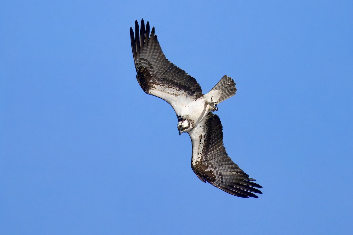 Osprey - Steve Luke