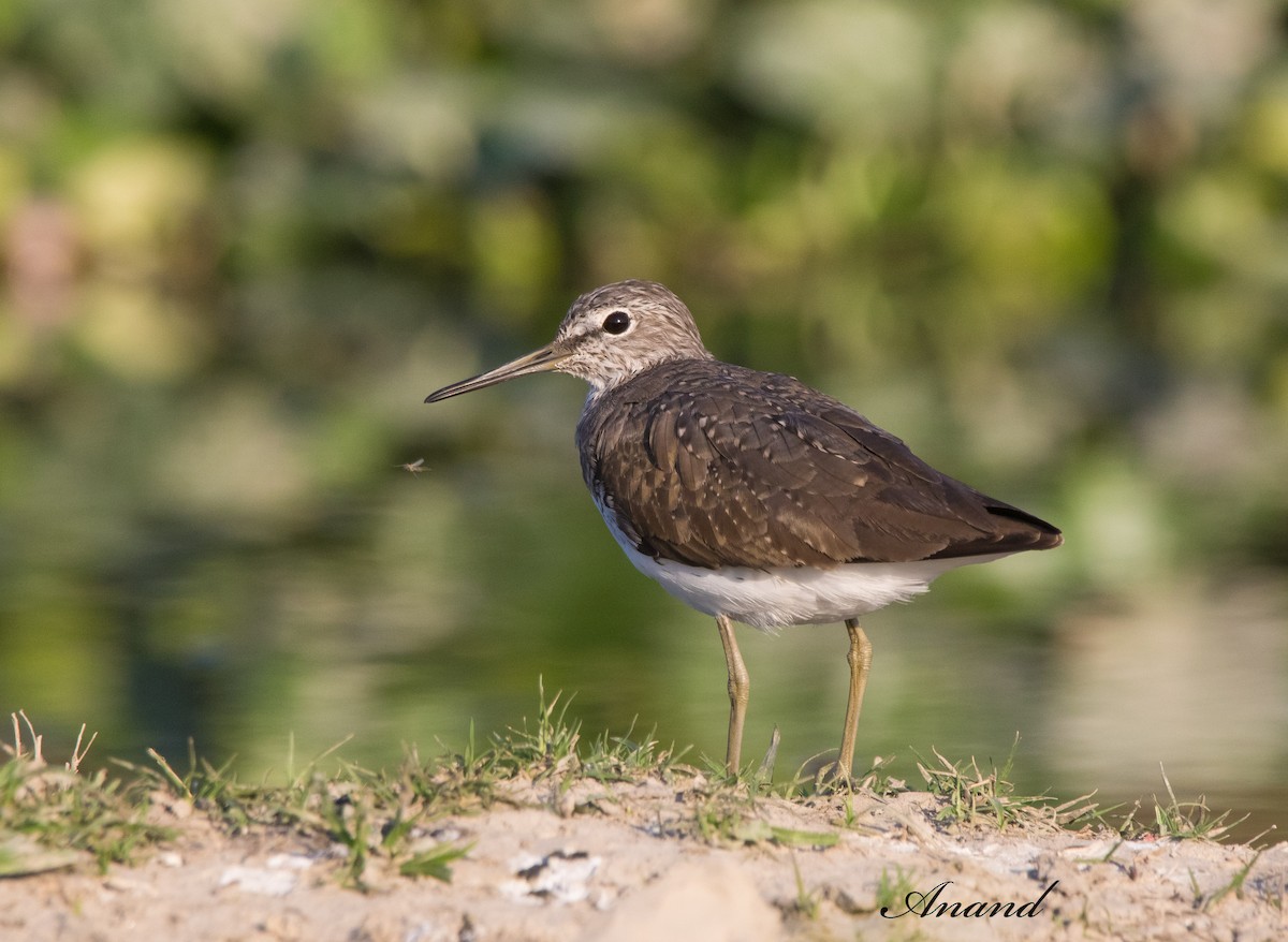 Green Sandpiper - Anand Singh