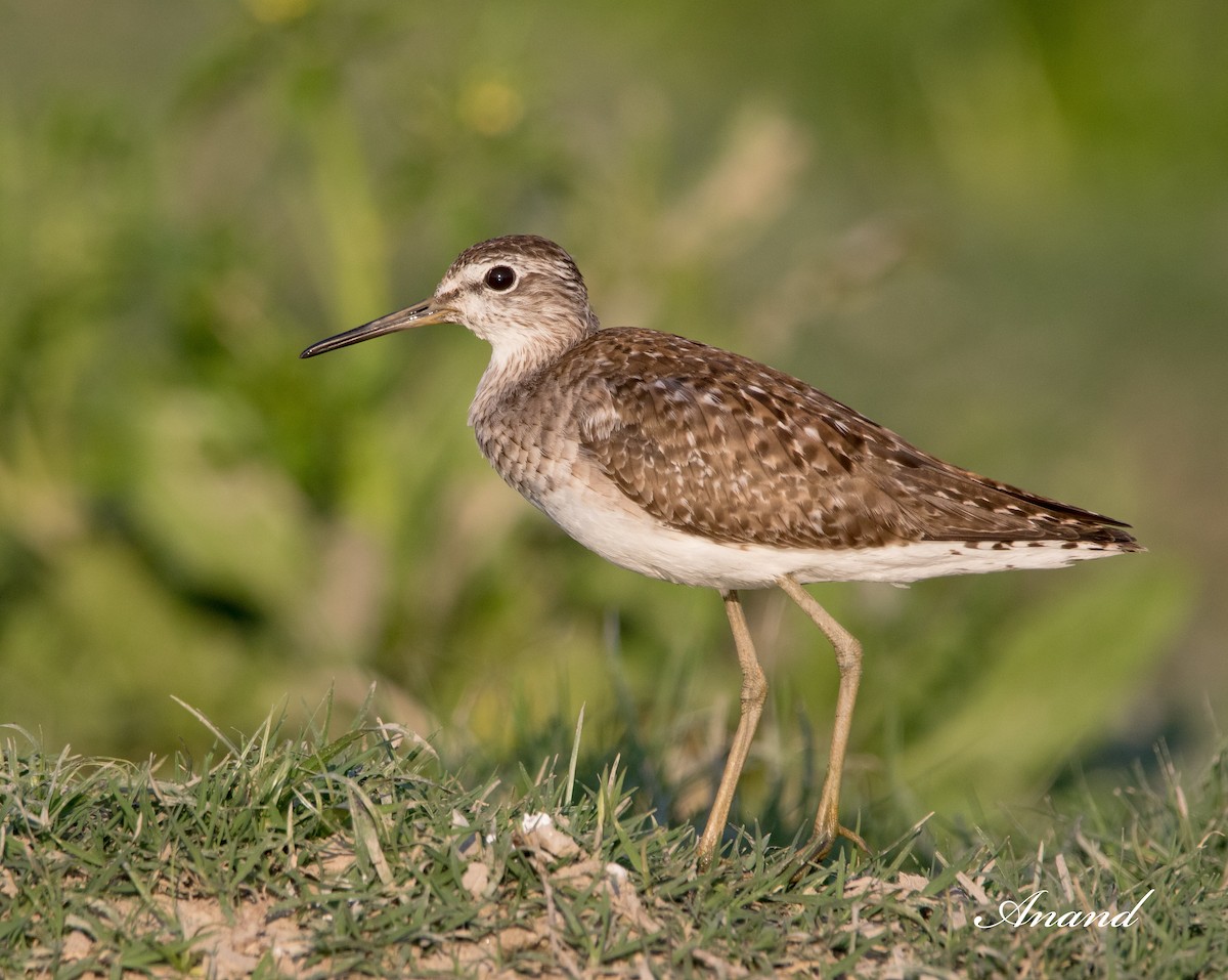 Wood Sandpiper - Anand Singh