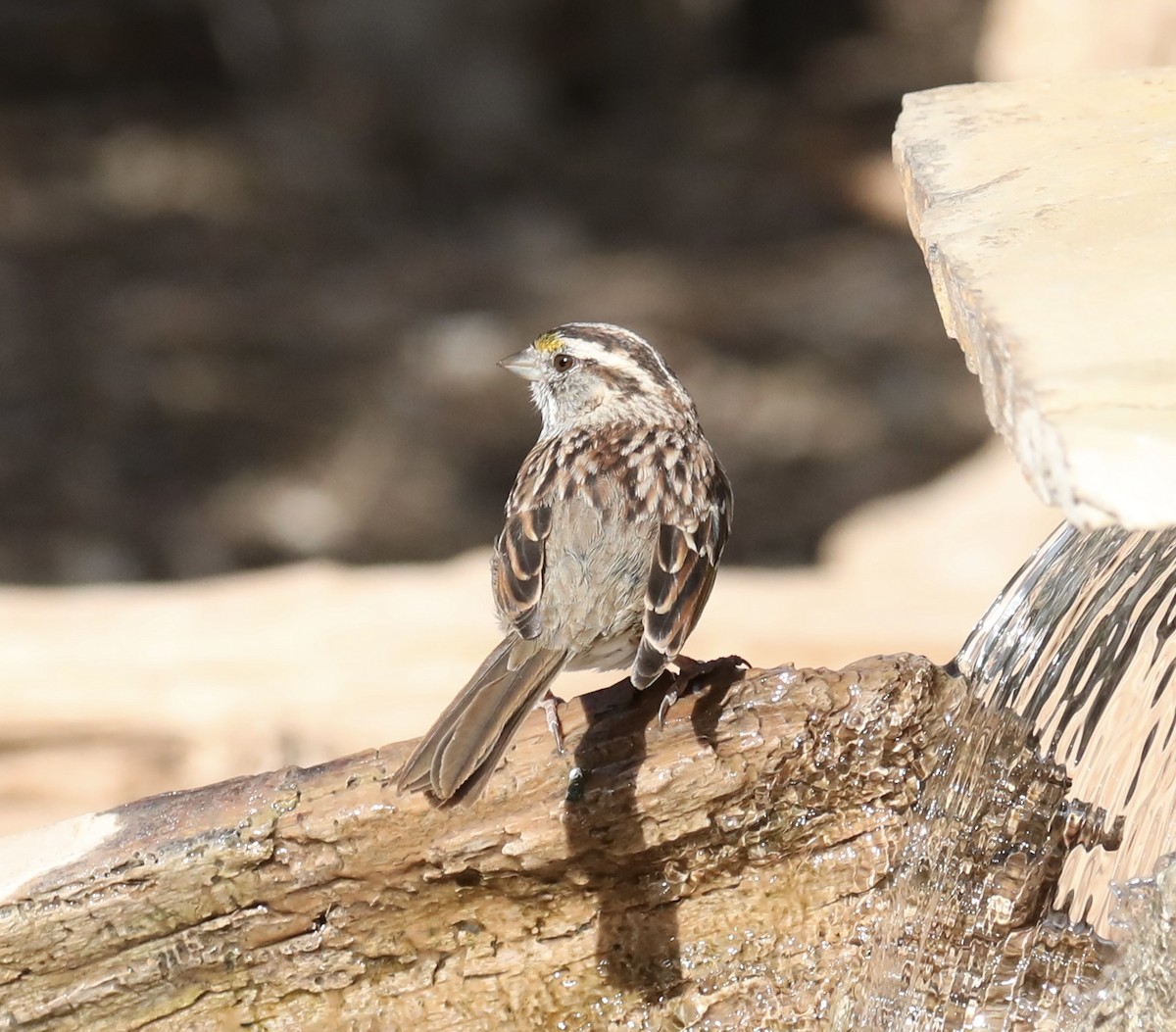 White-throated Sparrow - ML615791189