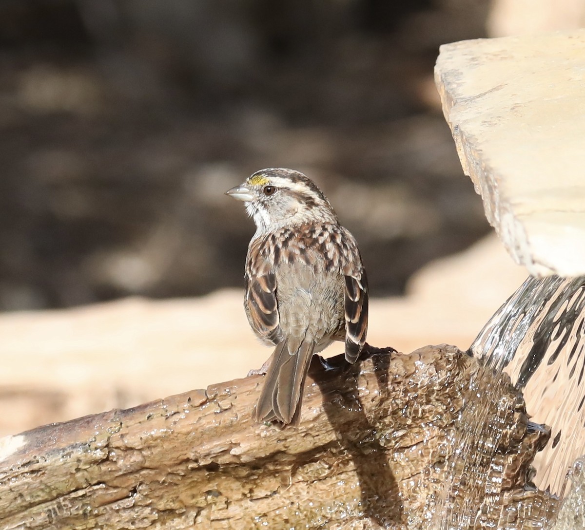 White-throated Sparrow - ML615791190