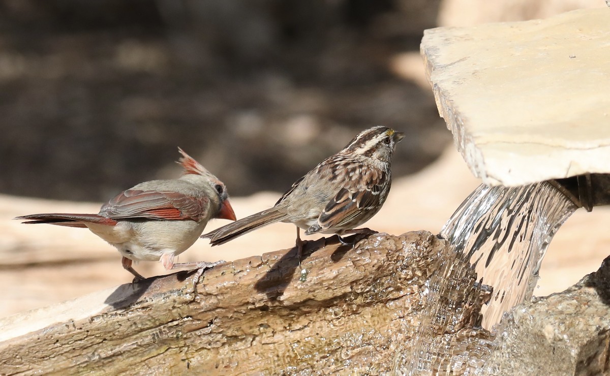 White-throated Sparrow - ML615791191