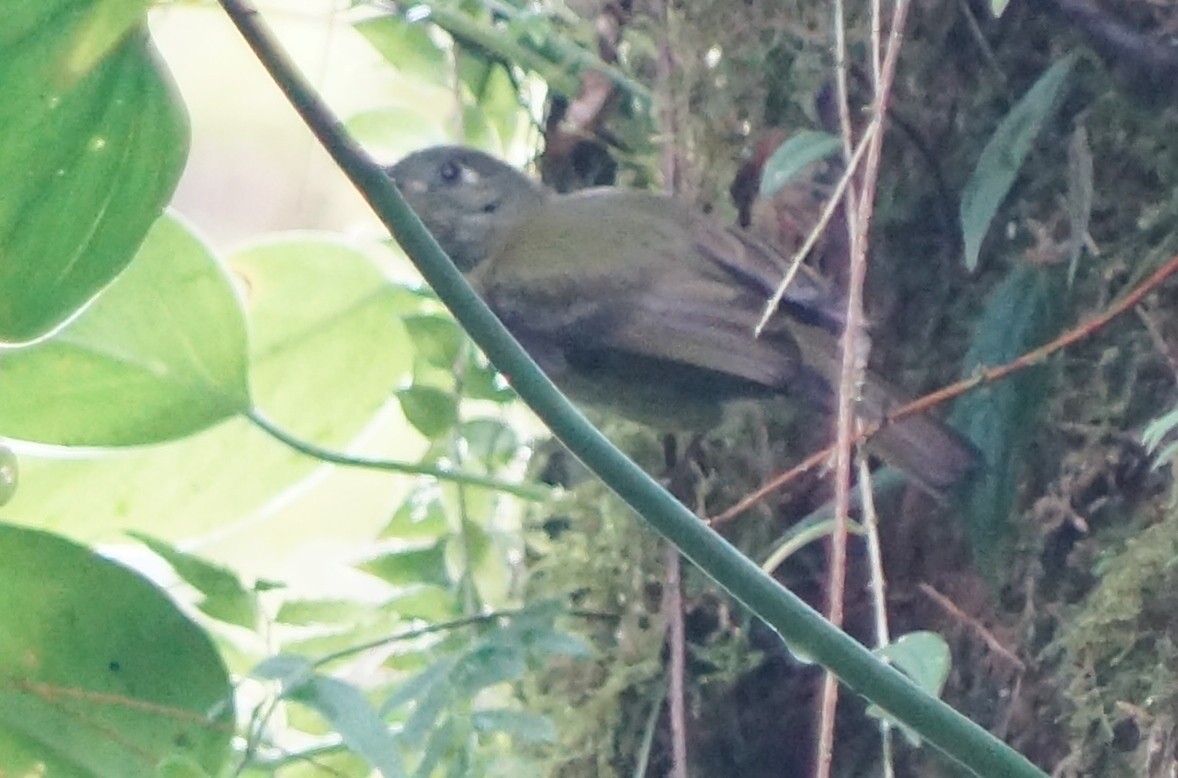 Olive-streaked Flycatcher - ML615791341