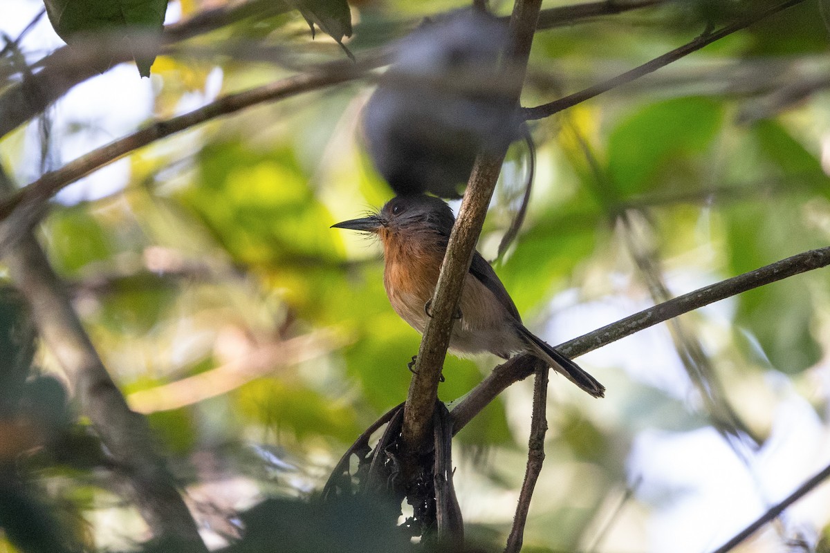 Gray-cheeked Nunlet - Kalvin Chan