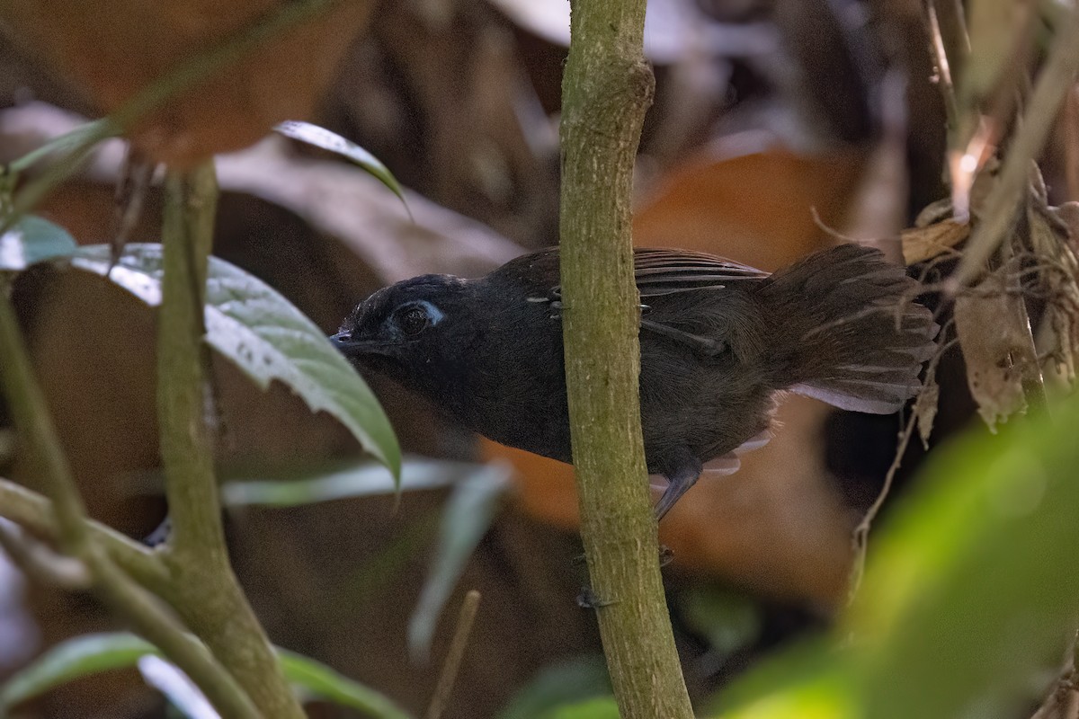 Chestnut-backed Antbird - ML615791413